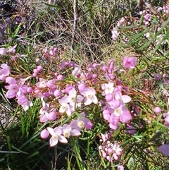 Boronia thujona at Barren Grounds, NSW - suppressed