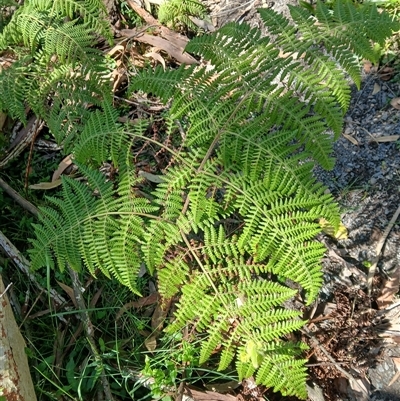 Hypolepis glandulifera (Downy Ground Fern) at Barren Grounds, NSW - 16 Sep 2024 by plants