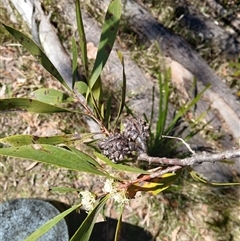 Hakea salicifolia subsp. salicifolia (Willow-leaved Hakea) at Barren Grounds, NSW - 16 Sep 2024 by plants