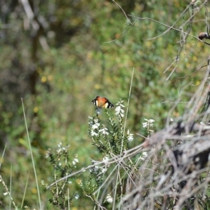 Vanessa itea at Barren Grounds, NSW - 16 Sep 2024