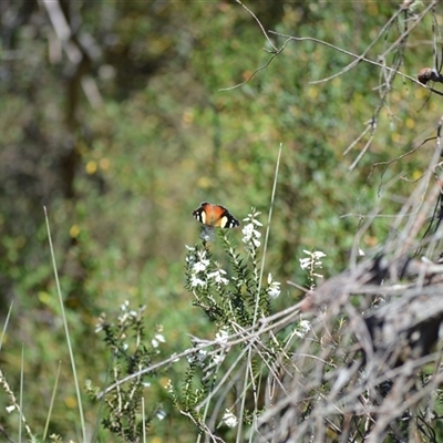 Vanessa itea (Yellow Admiral) at Barren Grounds, NSW - 16 Sep 2024 by plants