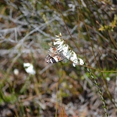 Vanessa itea at Barren Grounds, NSW - 16 Sep 2024 11:30 PM