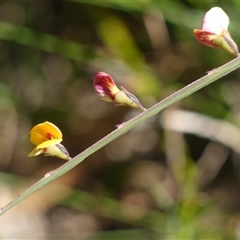 Bossiaea ensata (Sword Bossiaea) at Bundanoon, NSW - 16 Sep 2024 by Curiosity