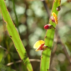 Bossiaea ensata at Bundanoon, NSW - 17 Sep 2024