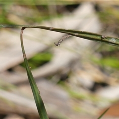 Bossiaea ensata at Bundanoon, NSW - 17 Sep 2024 09:52 AM