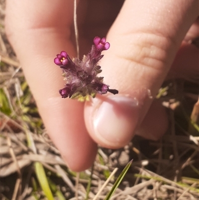 Parentucellia latifolia (Red Bartsia) at Bungonia, NSW - 20 Sep 2024 by Rixon