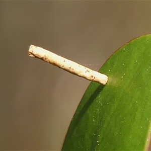 Hemibela (genus) at Bundanoon, NSW - 17 Sep 2024