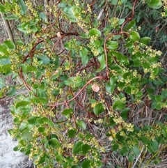 Muehlenbeckia adpressa (Climbing Lignum) at Wonboyn, NSW - 18 Sep 2024 by plants