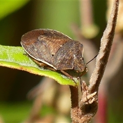 Dictyotus caenosus (Brown Shield Bug) at Bundanoon, NSW - 17 Sep 2024 by Curiosity