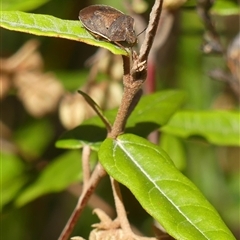 Dictyotus caenosus at Bundanoon, NSW - 17 Sep 2024