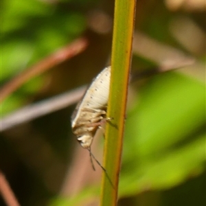 Dictyotus caenosus at Bundanoon, NSW - 17 Sep 2024