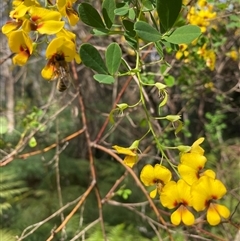 Goodia lotifolia (Golden Tip) at Coolagolite, NSW - 11 Sep 2024 by timharmony