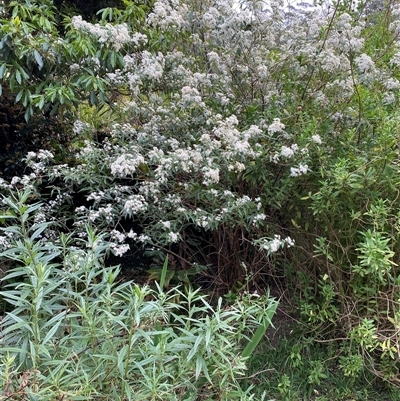 Olearia lirata (Snowy Daisybush) at Coolagolite, NSW - 11 Sep 2024 by timharmony