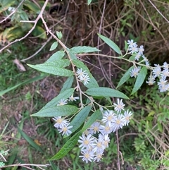 Olearia lirata at Coolagolite, NSW - 11 Sep 2024 04:40 PM