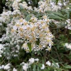 Olearia lirata at Coolagolite, NSW - 11 Sep 2024