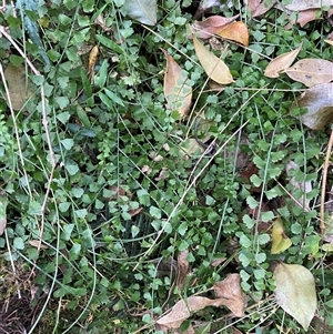 Asplenium flabellifolium at Coolagolite, NSW - 14 Sep 2024