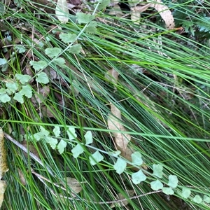 Asplenium flabellifolium at Coolagolite, NSW - 14 Sep 2024