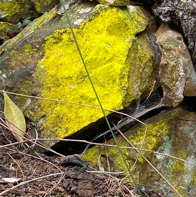 Unidentified Lichen at Coolagolite, NSW - 14 Sep 2024 by timharmony