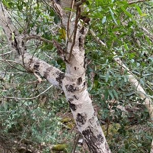 Philotheca trachyphylla at Coolagolite, NSW - suppressed