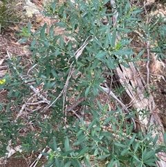 Philotheca trachyphylla at Coolagolite, NSW - 14 Sep 2024