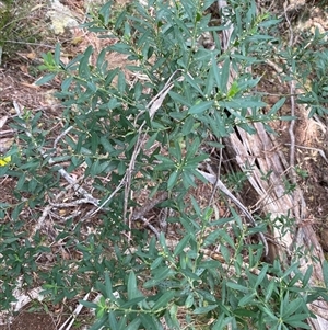 Philotheca trachyphylla at Coolagolite, NSW - 14 Sep 2024