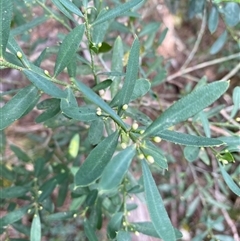 Philotheca trachyphylla at Coolagolite, NSW - 14 Sep 2024