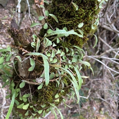 Pyrrosia rupestris (Rock Felt Fern) at Coolagolite, NSW - 14 Sep 2024 by timharmony