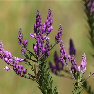 Comesperma ericinum at Bundanoon, NSW - suppressed