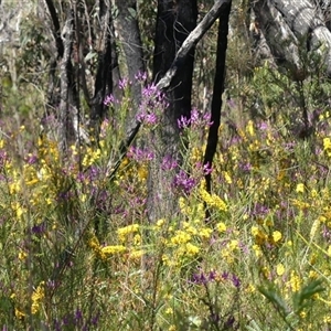 Comesperma ericinum at Bundanoon, NSW - 17 Sep 2024