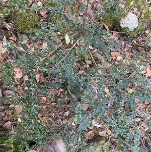 Pittosporum multiflorum at Coolagolite, NSW - 14 Sep 2024