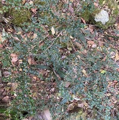 Pittosporum multiflorum (Orange Thorn) at Coolagolite, NSW - 14 Sep 2024 by timharmony