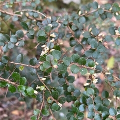 Pittosporum multiflorum at Coolagolite, NSW - 14 Sep 2024