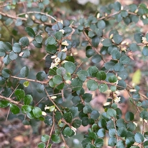 Pittosporum multiflorum at Coolagolite, NSW - 14 Sep 2024