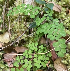 Adiantum aethiopicum (Common Maidenhair Fern) at Coolagolite, NSW - 14 Sep 2024 by timharmony