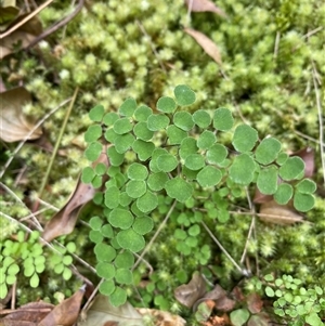 Adiantum aethiopicum at Coolagolite, NSW - 14 Sep 2024