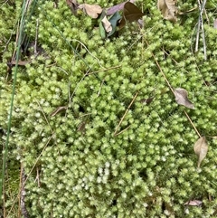 Unidentified Moss, Liverwort or Hornwort at Coolagolite, NSW - 14 Sep 2024 by timharmony