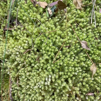 Unverified Moss, Liverwort or Hornwort at Coolagolite, NSW - 14 Sep 2024 by timharmony
