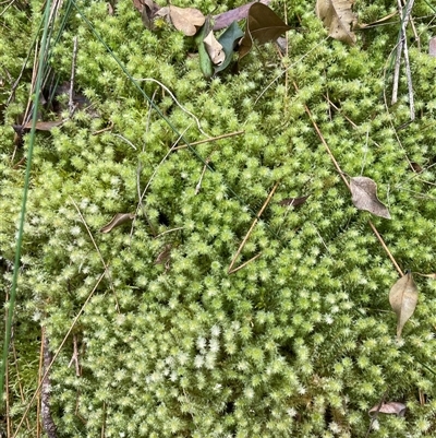 Unidentified Moss, Liverwort or Hornwort at Coolagolite, NSW - 14 Sep 2024 by timharmony