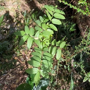 Polyscias murrayi at Coolagolite, NSW - 14 Sep 2024