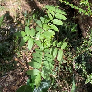 Polyscias murrayi at Coolagolite, NSW - 14 Sep 2024 12:17 PM