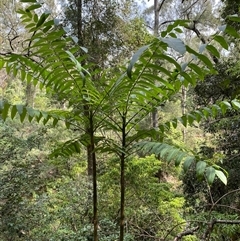 Polyscias murrayi at Coolagolite, NSW - 14 Sep 2024