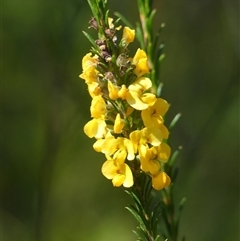 Dillwynia floribunda (Flowery Parrot-pea, Showy Parrot-pea) at Bundanoon, NSW - 17 Sep 2024 by Curiosity