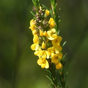 Dillwynia floribunda at Bundanoon, NSW - suppressed