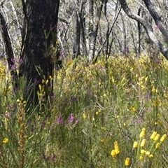 Dillwynia floribunda at Bundanoon, NSW - suppressed