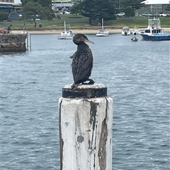 Phalacrocorax carbo (Great Cormorant) at Ulladulla, NSW - 21 Sep 2024 by Clarel