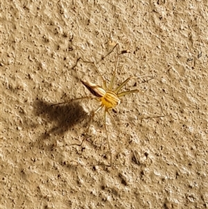Oxyopes (genus) at Drysdale River, WA - 22 Sep 2024 09:28 AM