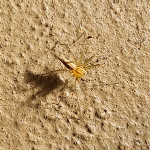 Oxyopes sp. (genus) at Drysdale River, WA - 22 Sep 2024