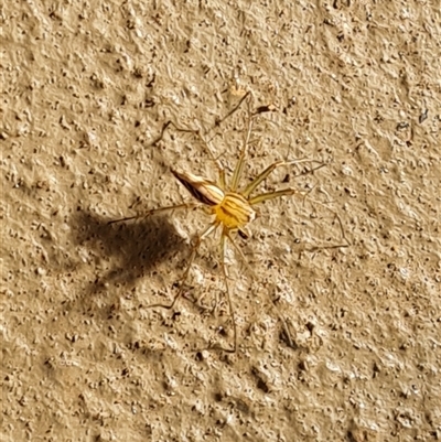 Oxyopes (genus) (Lynx spider) at Drysdale River, WA - 22 Sep 2024 by Mike