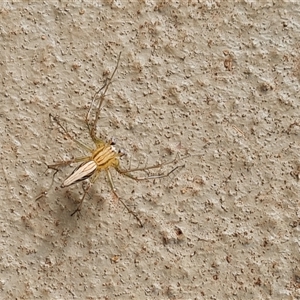 Oxyopes sp. (genus) at Drysdale River, WA - 22 Sep 2024 09:28 AM