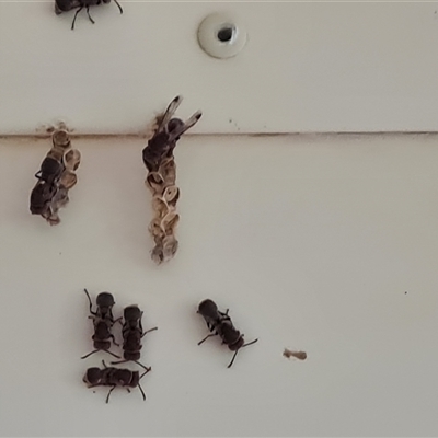 Unverified Insect at Drysdale River, WA - 22 Sep 2024 by Mike